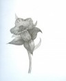 /album/photo-gallery-art-4-sale/flower-pencil-jpg1/